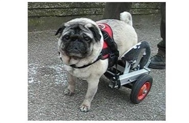 Hund reddet af kørestol