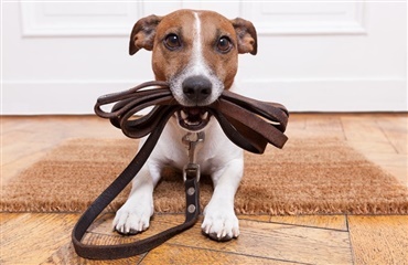 Halsbånd eller sele? Hvad er det rigtige for din hund?