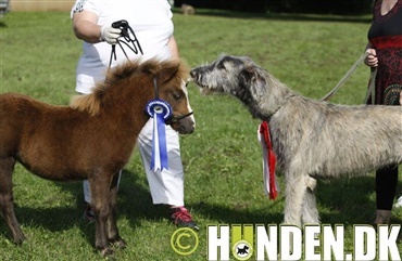 Hunden Anders er st&oslash;rre end en pony