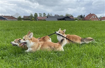 Fra HUNDEN: Raceportr&aelig;t af den k&aelig;rlige welsh corgi