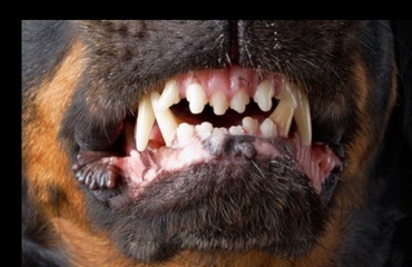 Hund satte tænderne i pensionist