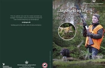 Ny folder: S&aring;dan beskytter du din jagthund mod ulv