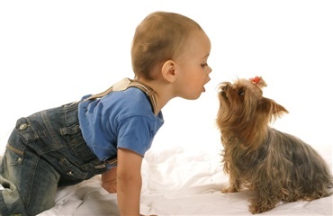 Hunde får ikke børn til at udvikle astma