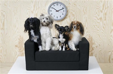 Ikea lancerer ny kollektion til hunde