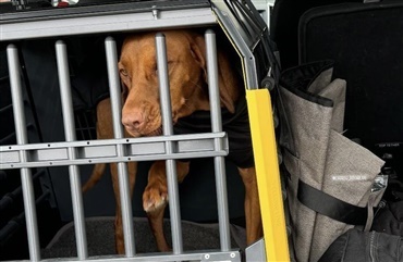 Hunde i bur