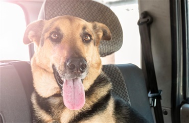 Video: Derfor skal du ikke efterlade hunden i bilen