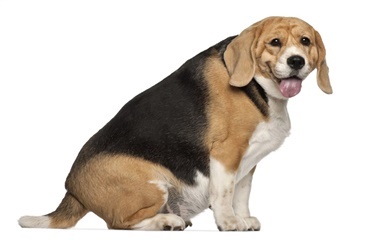 Overvægtige mennesker – overvægtige hunde