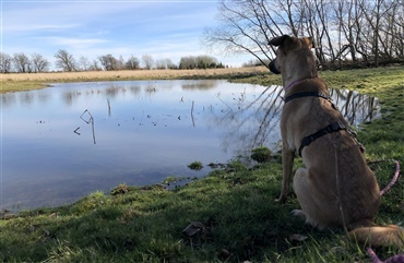 Fra HUNDEN: 3 trin til en roligere g&aring;tur med din reaktive hund