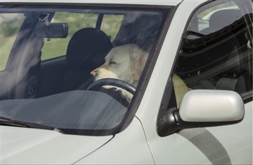 Hunden skal ikke grilles i bilen