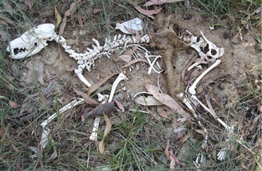 11.500 gamle knogler viser tegn p&aring; tidlig jagt med hunde