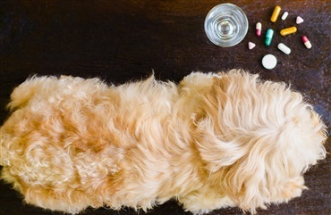 Top 10 over produkter, der kan forgifte hunden