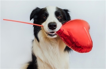 Fejr valentinsdag med jeres hund p&aring; Danmarks f&oslash;rste hundekro