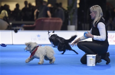 VIDEO: Fantastisk hundeteater i Sverige
