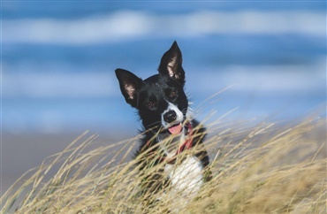 Dyrl&aelig;gens anbefalinger: S&aring;dan beskytter du din hund i sommervarmen