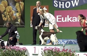 Dansk hund i finalen ved Euro Dog Show