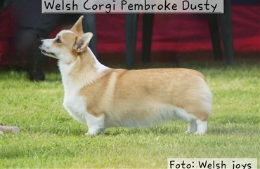 Fakta om corgier