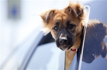 Hvis du ser en hund i en varm bil…