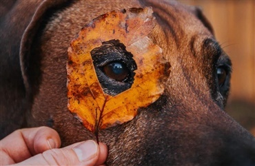 Efter&aring;rsferie med hund