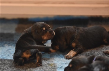 Fredagsquiz: Hvad ved du om black and tan coonhound