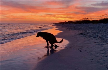 Hundens ford&oslash;jelse: En biologisk genistreg