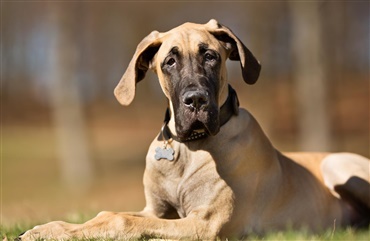 Grand Danois Klubben testede hunde for mavedrejning med gentest