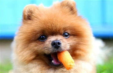 M&aring; min hund spise guler&oslash;dder?