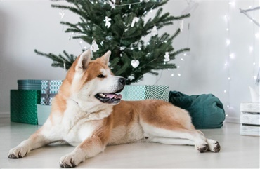 5 gode r&aring;d til et hundevenligt juletr&aelig;