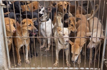 750 hunde undgik Vietnamesiske køkkengryder