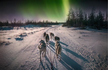 Sl&aelig;dehunde lider i Lapland