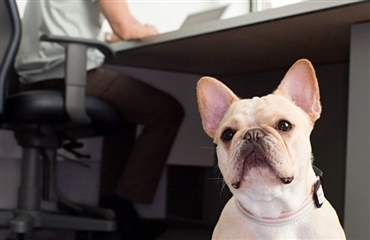 Hunde nedsætter stress på arbejdspladser