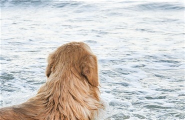 Lighunde har fantastiske evner – også i vand