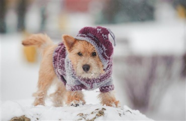 Hvordan sk&aelig;rmer du din hund mod kulden