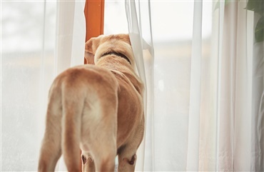 Undg&aring; separationsangst: Forbered din hund p&aring; hverdag efter ferien