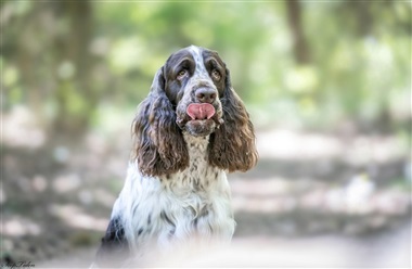 Kan vi l&aelig;se hunden?