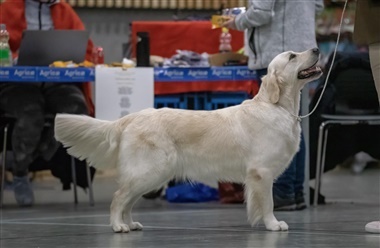 DRK Region Sydjylland inviterer til vinterskue i B&aelig;kke