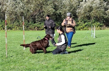 F&oslash;rste danske mesterskab i Rally for flatcoat