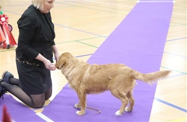Det kimer nu - til juleudstilling i Tollerklubben