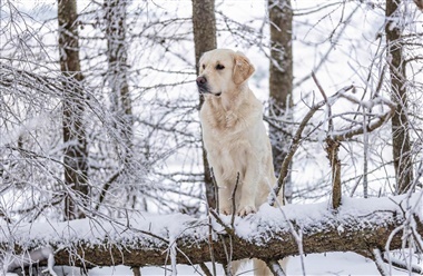 Beskyttelse af hundens poter i sne og frost