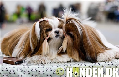 Se billederne: K&aelig;mpe galleri fra udstillingen i Fredericia