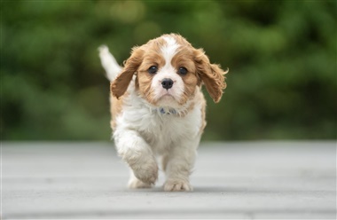 Hvalpetr&aelig;ning for begyndere: fire vigtige kommandoer