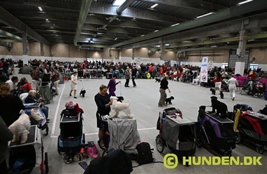 Weekendens hundeaktiviteter