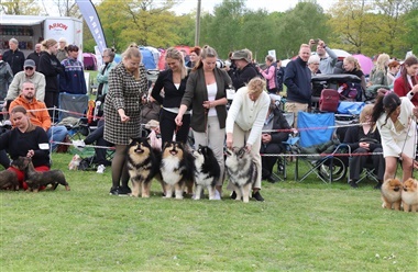 Snuder, snore og stjernestunder – fra vuf til verdensklasse: Tre dage med tophunde i Roskilde, hvor for&aring;ret for alvor folder sig ud.