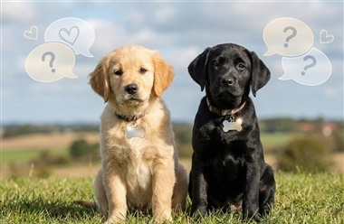 Er din hunds navn p&aring; &aring;rets topliste?