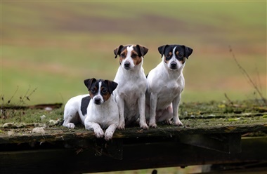En stor hund i en lille pakke