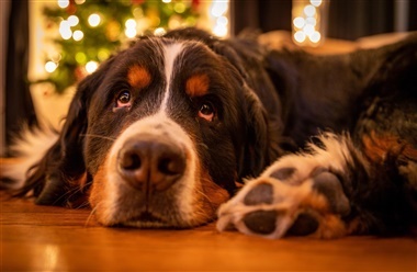 V&aelig;r forsigtig med julebordsrester til hunden