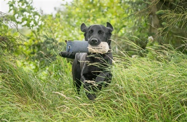 Weekendens hundeaktiviteter