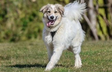 Gratis indlevering af hunde hos Dyrev&aelig;rnet