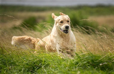 Vejledning og viden til hverdagen: Dansk Kennel Klub underst&oslash;tter alle hundeejere
