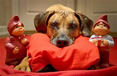 24 kalendergaver til din hund