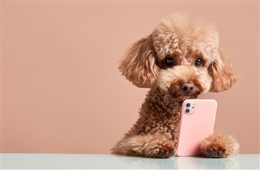 Nye serie: Hundefotografering for alle